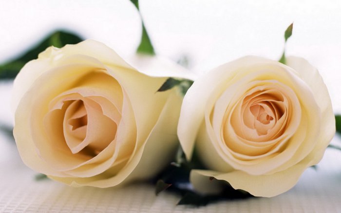 Обои на рабочий стол / Flowers. Wallpaper 5