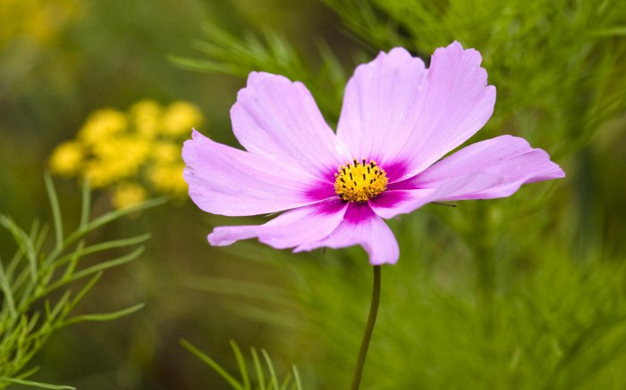 Обои на рабочий стол / Flowers. Wallpaper 5