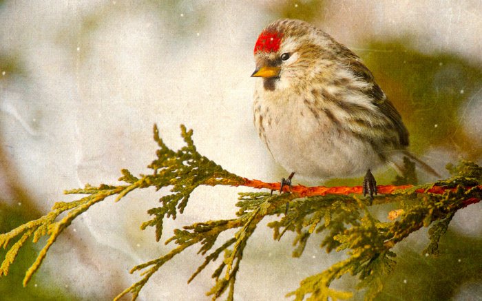 Обои на рабочий стол / Sbornik oboev 264