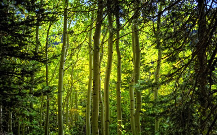 Обои на рабочий стол / Sbornik oboev 264