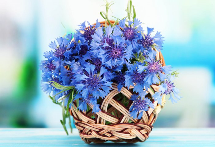 Обои на рабочий стол / HQ Wallpapers Beautiful Flowers