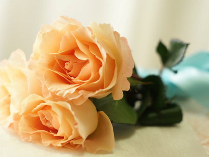 Обои на рабочий стол / HQ Wallpapers Beautiful Flowers