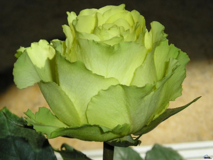 Обои на рабочий стол / HQ Wallpapers Beautiful Flowers