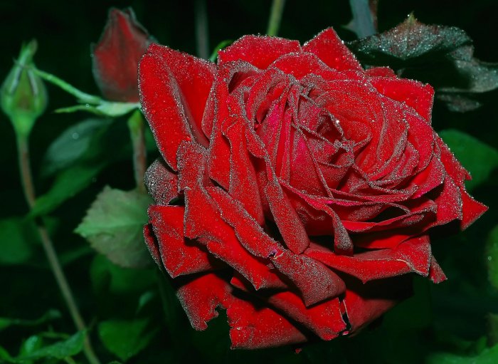 Обои на рабочий стол / HQ Wallpapers Beautiful Flowers