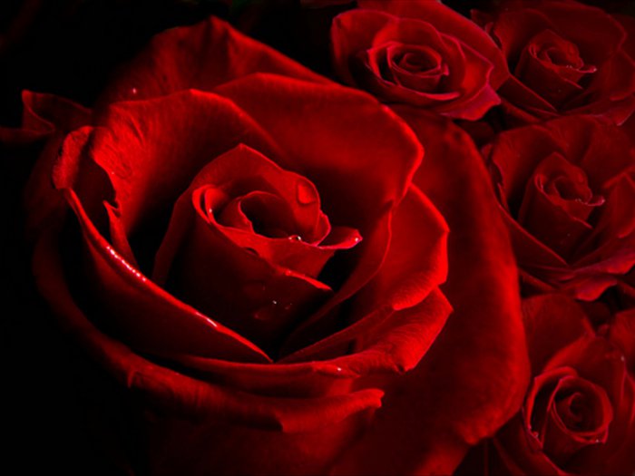 Обои на рабочий стол / HQ Wallpapers Beautiful Flowers