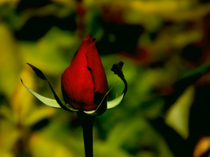 Обои на рабочий стол / HQ Wallpapers Beautiful Flowers