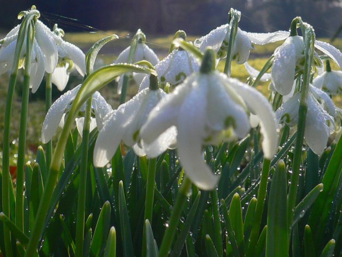 Обои на рабочий стол / HQ Wallpapers Beautiful Flowers