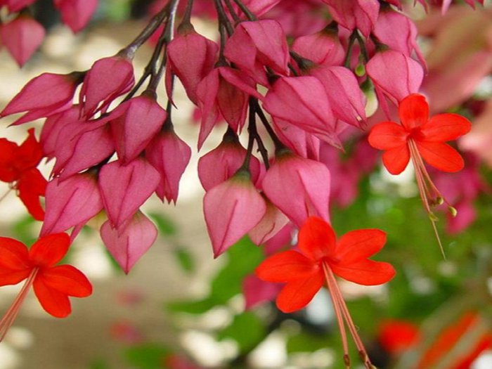 Обои на рабочий стол / HQ Wallpapers Beautiful Flowers