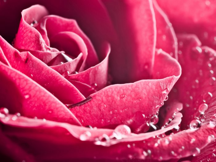 Обои на рабочий стол / HQ Wallpapers Beautiful Flowers