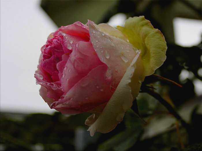 Обои на рабочий стол / HQ Wallpapers Beautiful Flowers