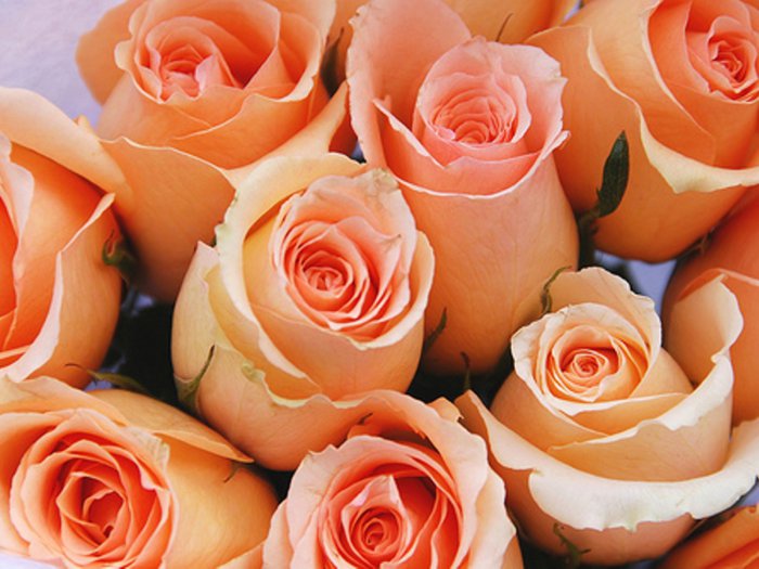 Обои на рабочий стол / HQ Wallpapers Beautiful Flowers