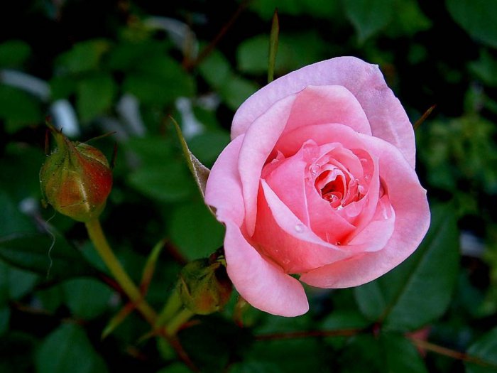 Обои на рабочий стол / HQ Wallpapers Beautiful Flowers