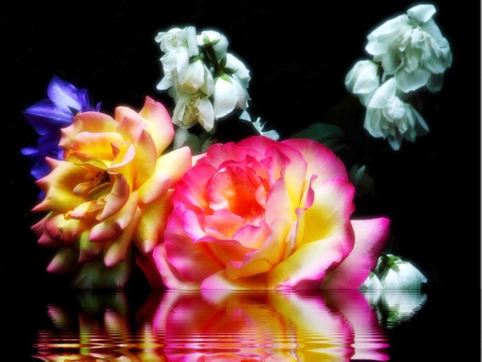 Обои на рабочий стол / HQ Wallpapers Beautiful Flowers