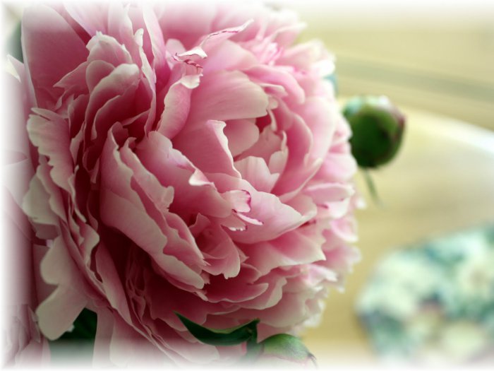 Обои на рабочий стол / HQ Wallpapers Beautiful Flowers