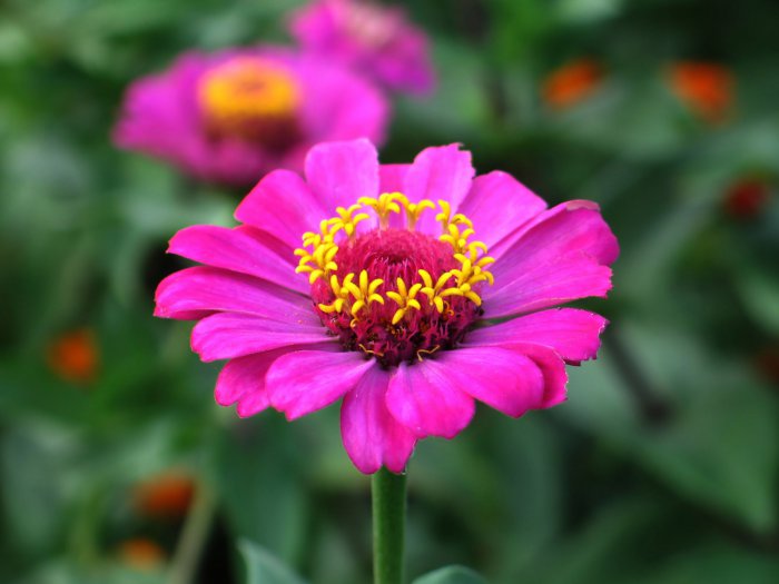 Обои на рабочий стол / HQ Wallpapers Beautiful Flowers