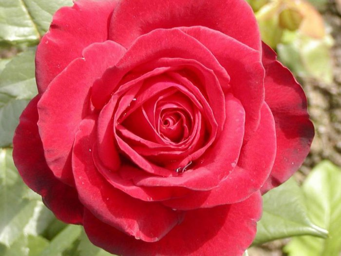 Обои на рабочий стол / HQ Wallpapers Beautiful Flowers