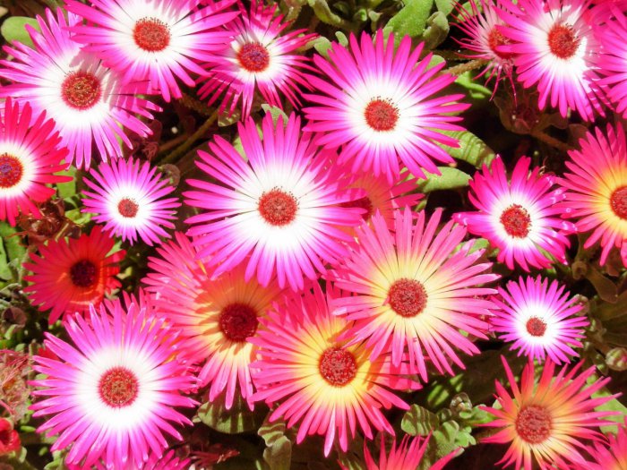 Обои на рабочий стол / HQ Wallpapers Beautiful Flowers