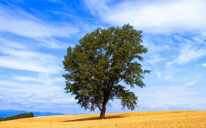 Обои на рабочий стол / Beautiful Nature Wallpapers 64