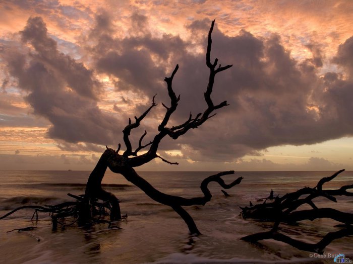 Обои на рабочий стол / Nature Wallpapers by famdoc 479