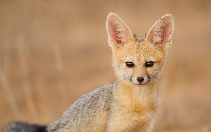 Обои на рабочий стол / Best HD Wallpapers Pack 1146