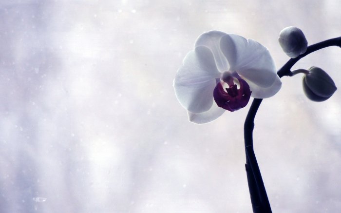 Обои на рабочий стол / Best HD Wallpapers Pack 1146