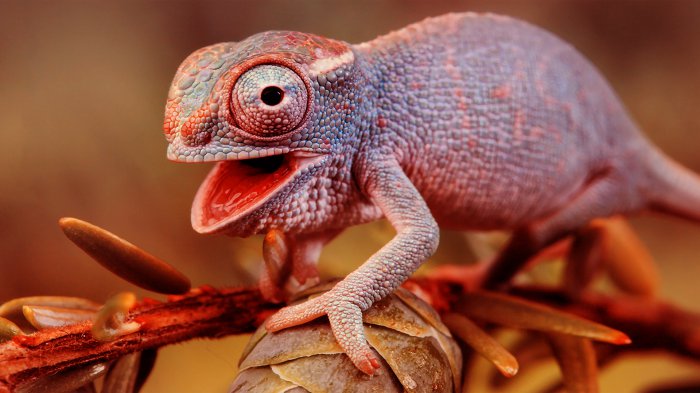 Обои на рабочий стол / Best HD Wallpapers Pack 1146