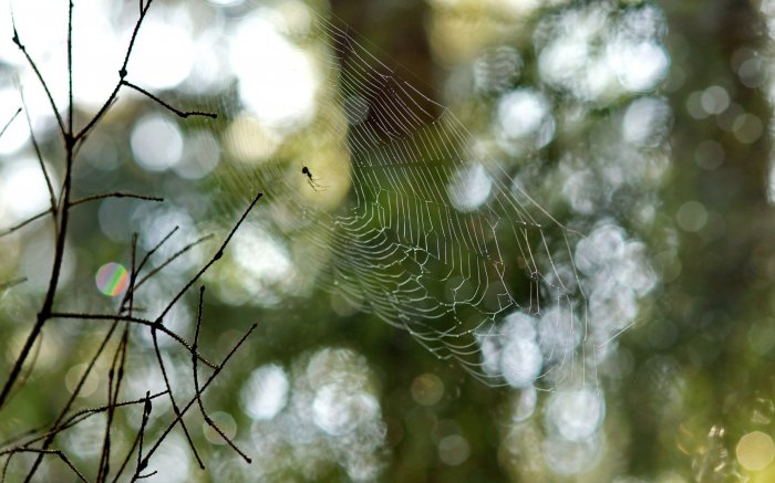 Обои на рабочий стол / Best HD Wallpapers Pack 1146