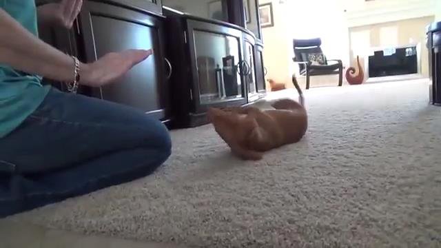 Убойная такса