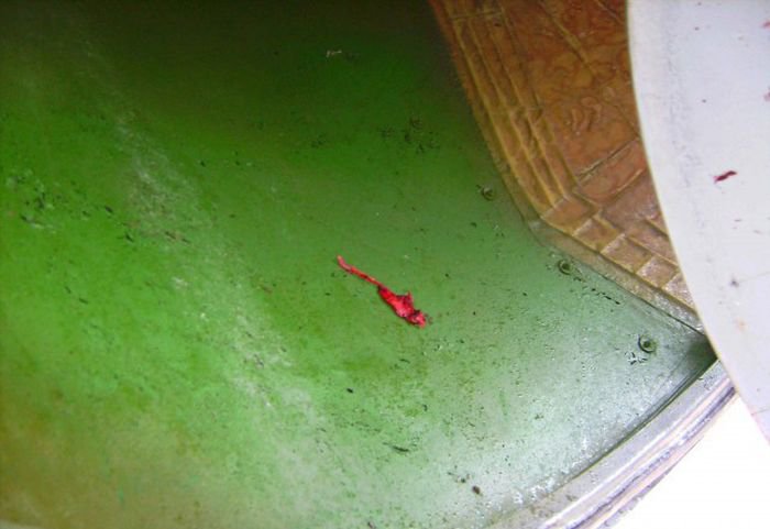 Встреча гуся с самолетом Ту-154м Встреча гуся с самолетом Ту-154м