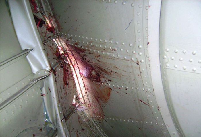 Встреча гуся с самолетом Ту-154м Встреча гуся с самолетом Ту-154м