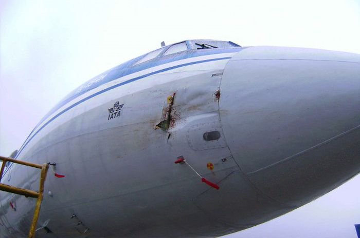 Встреча гуся с самолетом Ту-154м Встреча гуся с самолетом Ту-154м