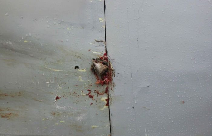 Встреча гуся с самолетом Ту-154м Встреча гуся с самолетом Ту-154м