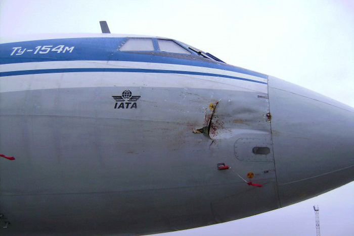 Встреча гуся с самолетом Ту-154м Встреча гуся с самолетом Ту-154м
