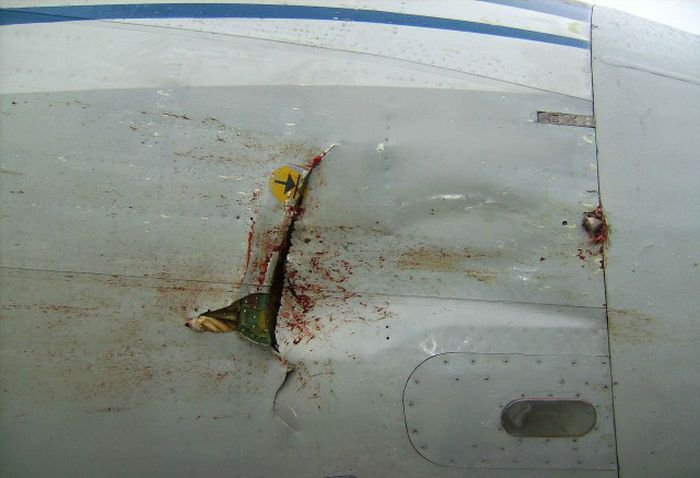 Встреча гуся с самолетом Ту-154м Встреча гуся с самолетом Ту-154м