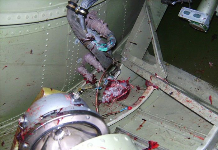 Встреча гуся с самолетом Ту-154м Встреча гуся с самолетом Ту-154м