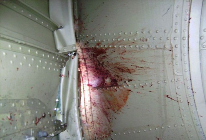 Встреча гуся с самолетом Ту-154м Встреча гуся с самолетом Ту-154м