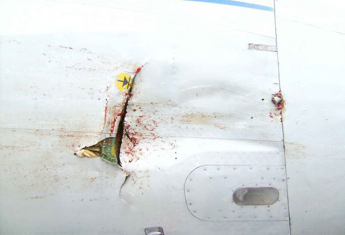 Встреча гуся с самолетом Ту-154м Встреча гуся с самолетом Ту-154м