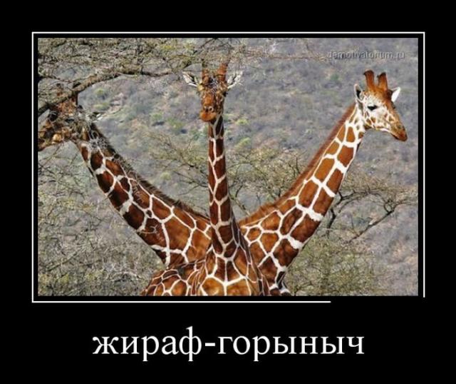 Демотиваторы (30 фото)