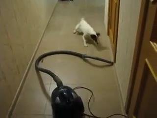 Собака против пылесоса
