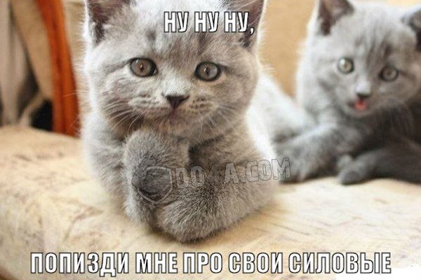 Весёлые картинки от Do4a.com