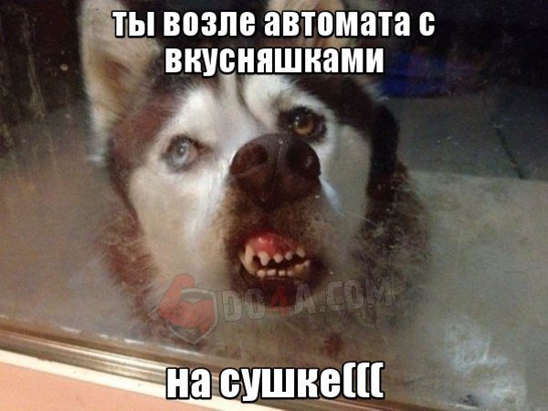 Весёлые картинки от Do4a.com