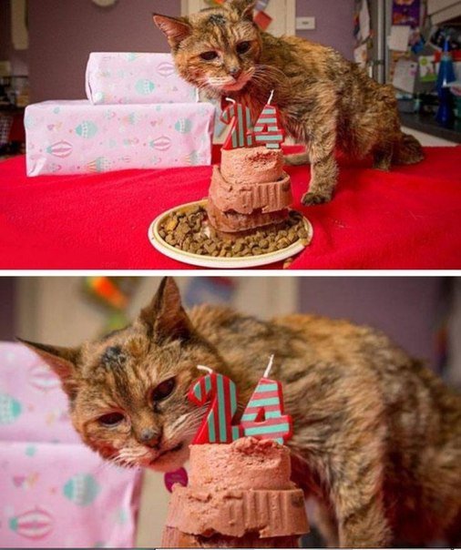 Старейшая кошка в мире отметила 24-летие