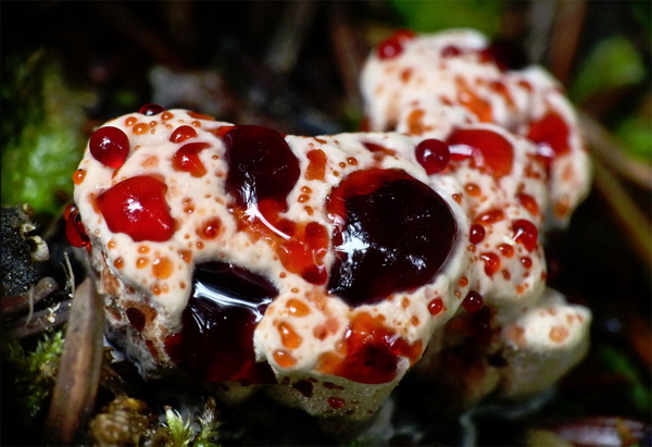 Бесполезные факты - 19