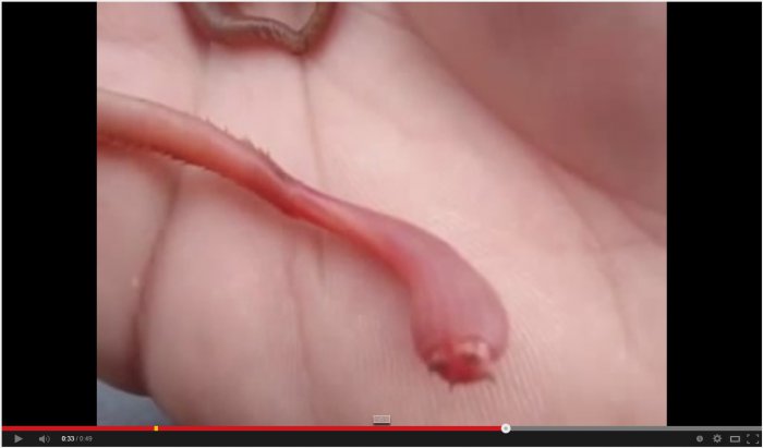 Чудовище внутри червя (ШОК)