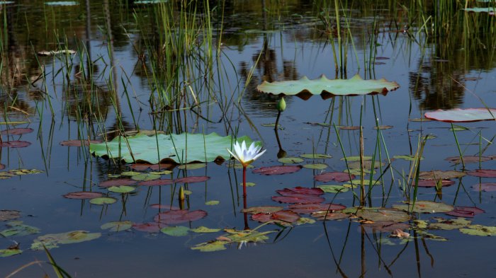 Обои на рабочий стол / Beautiful Nature Wallpapers 80