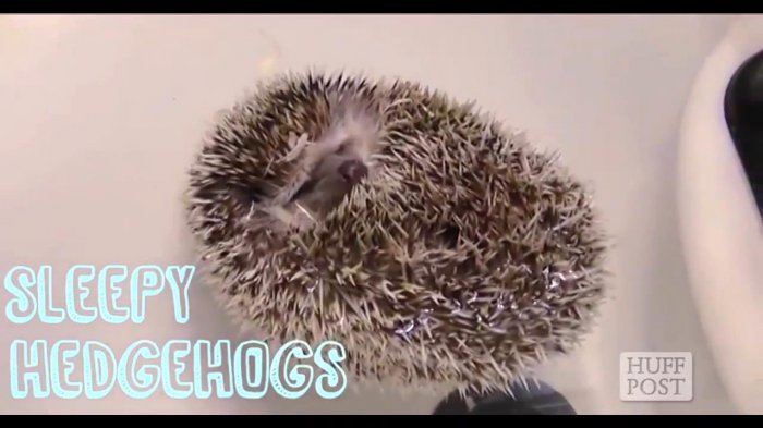 Спящие и зевающие ёжики