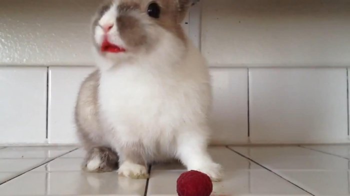 Кролик кушает малину