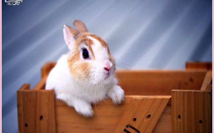 Обои на рабочий стол / Wallpapers HQ Mix 595