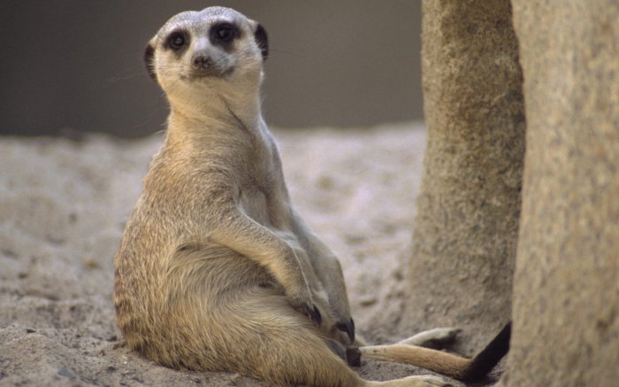 Обои на рабочий стол / Wallpapers HQ Mix 595