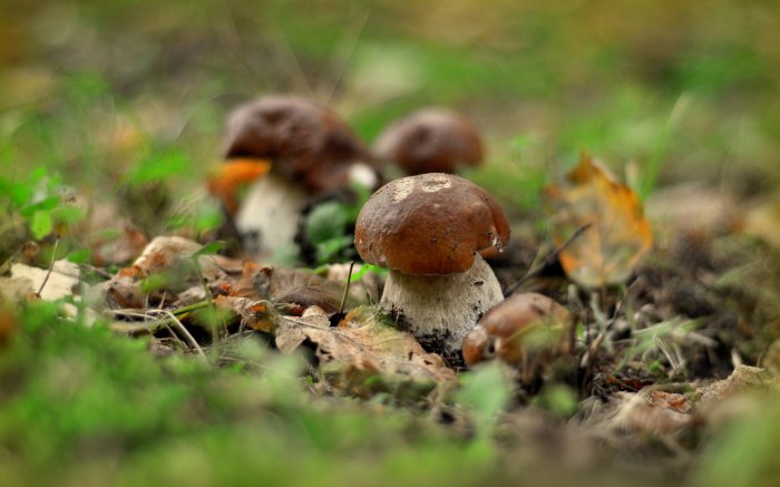 Обои на рабочий стол / WP-137 HQ Mix